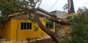 Arvore caiu sobre casa no bairro Brasmadeira, em Cascavel? Defesa Civil atendeu nove chamados